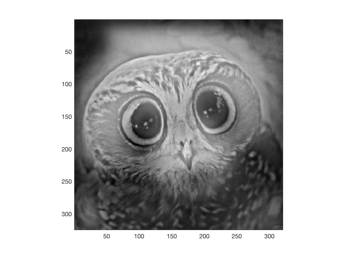 Hybrid of a panda and an owl